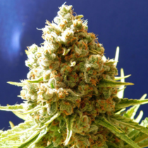 Pure Kush (Original Sensible Seeds) Cannabis Seeds