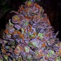 Purple Haze Auto (Original Sensible Seeds) Cannabis Seeds
