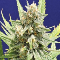 Stinkin Bishop (Original Sensible Seeds) Cannabis Seeds