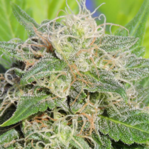 Super Auto Lemon Haze (Original Sensible Seeds) Cannabis Seeds