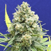 White Critical (Original Sensible Seeds) Cannabis Seeds