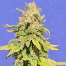 White Crystal Meth Auto (Original Sensible Seeds) Cannabis Seeds