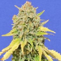 Zkittlez (Original Sensible Seeds) Cannabis Seeds