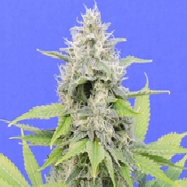 Zkittzy Gorilla (Original Sensible Seeds) Cannabis Seeds
