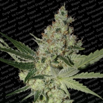 Acid (Paradise Seeds) Cannabis Seeds