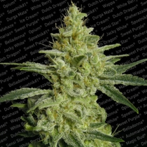 AllKush (Sheherazade) (Paradise Seeds) Cannabis Seeds