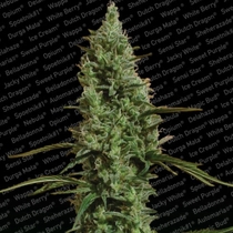 Atomical Haze (Paradise Seeds) Cannabis Seeds