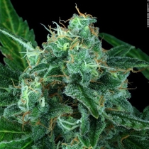 Auto Wappa (Paradise Seeds) Cannabis Seeds