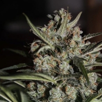 Auto White Berry (Paradise Seeds) Cannabis Seeds