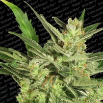Automaria II (Paradise Seeds) Cannabis Seeds