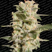 Bella Donna (Paradise Seeds) Cannabis Seeds
