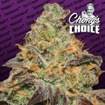 Chong's Choice Blue Kush Berry (Paradise Seeds) Cannabis Seeds