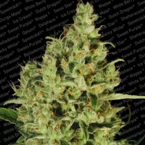Delahaze (Paradise Seeds) Cannabis Seeds