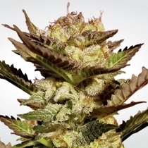 Durga Mata (Paradise Seeds) Cannabis Seeds