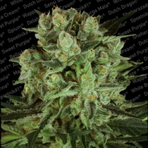 Durga Mata II CBD (Paradise Seeds) Cannabis Seeds