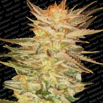 Ice Cream (Paradise Seeds) Cannabis Seeds