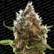 Lucid Bolt (Paradise Seeds) Cannabis Seeds