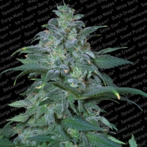 Magic Bud (Paradise Seeds) Cannabis Seeds