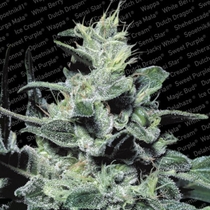 Nebula (Paradise Seeds) Cannabis Seeds