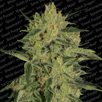 Nebula II CBD (Paradise Seeds) Cannabis Seeds