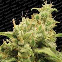 Opium (Paradise Seeds) Cannabis Seeds