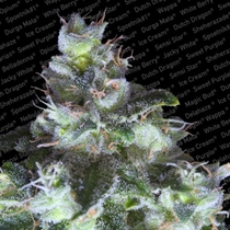 Original White Widow (Paradise Seeds) Cannabis Seeds