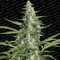 Pandora Auto (Paradise Seeds) Cannabis Seeds