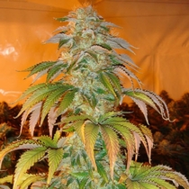Spoetnik #1 (Paradise Seeds) Cannabis Seeds