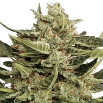Vertigo Automatic (Paradise Seeds) Cannabis Seeds