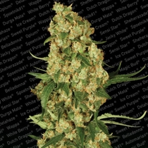 Wappa (Paradise Seeds) Cannabis Seeds