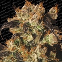 White Berry (Paradise Seeds) Cannabis Seeds