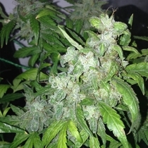 Auto Lemon Bubble (Pheno Finder) Cannabis Seeds