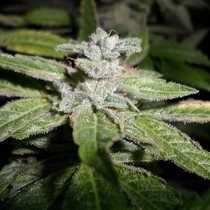 Fromage Blue (Pheno Finder) Cannabis Seeds