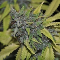 Grandaddy Confidential (Pheno Finder) Cannabis Seeds