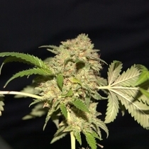 LA Fire (Pheno Finder Seeds) Cannabis Seeds