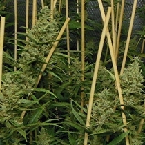 Lemon Bubble (Pheno Finder) Cannabis Seeds