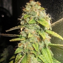 Notorious OG (Pheno Finder) Cannabis Seeds