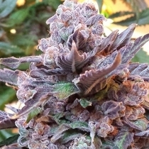 Purple Strawberry Bliss (Pheno Finder) Cannabis Seeds