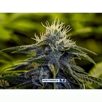 Afghan Express (Positronics Seeds) Cannabis Seeds