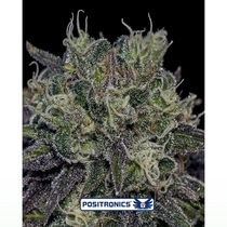 Black Widow (Positronics Seeds) Cannabis Seeds