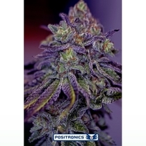 Blue Rhino (Positronics Seeds) Cannabis Seeds