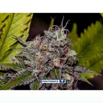 Caramel Ice (Positronics Seeds) Cannabis Seeds