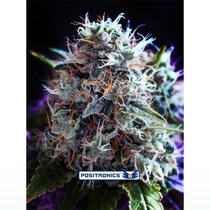 CBD Black Widow (Positronics Seeds) Cannabis Seeds