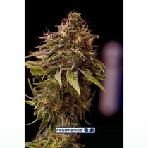 CBD Caramel Ice (Positronics Seeds) Cannabis Seeds