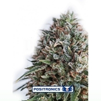 CBD Critical 47 (Positronics Seeds) Cannabis Seeds