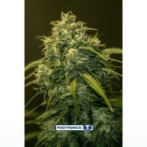 CBD Jack Diesel (Positronics Seeds) Cannabis Seeds