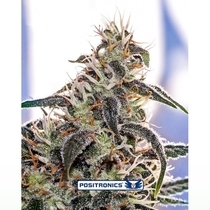Claustrum (Positronics Seeds) Cannabis Seeds
