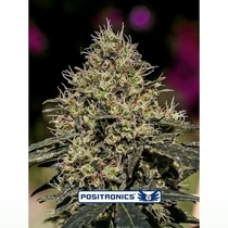Critical #47 (Positronics Seeds) Cannabis Seeds