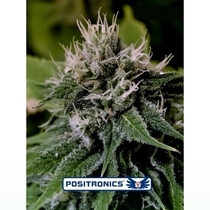 Critical Express (Positronics Seeds) Cannabis Seeds