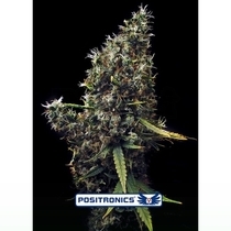 Cum Laude (Positronics Seeds) Cannabis Seeds